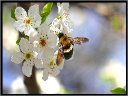 Pszczoła, Kwiaty, Białe, Wiśni