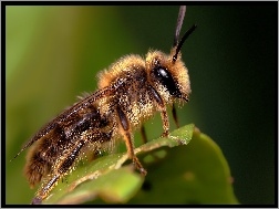 Makro, Pszczoła, Zdjęcie